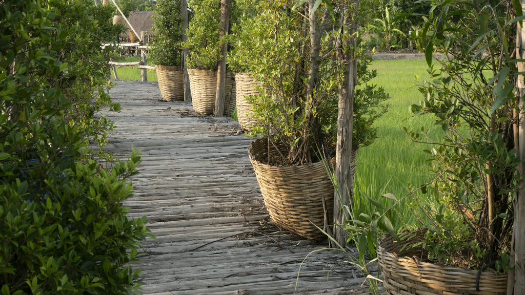 A wooden walkway lined with potted plants beside a green field