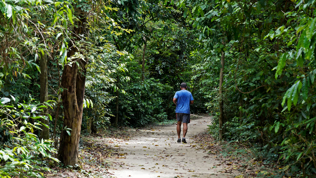 A person walking alone along a path through green forest, seen from behind