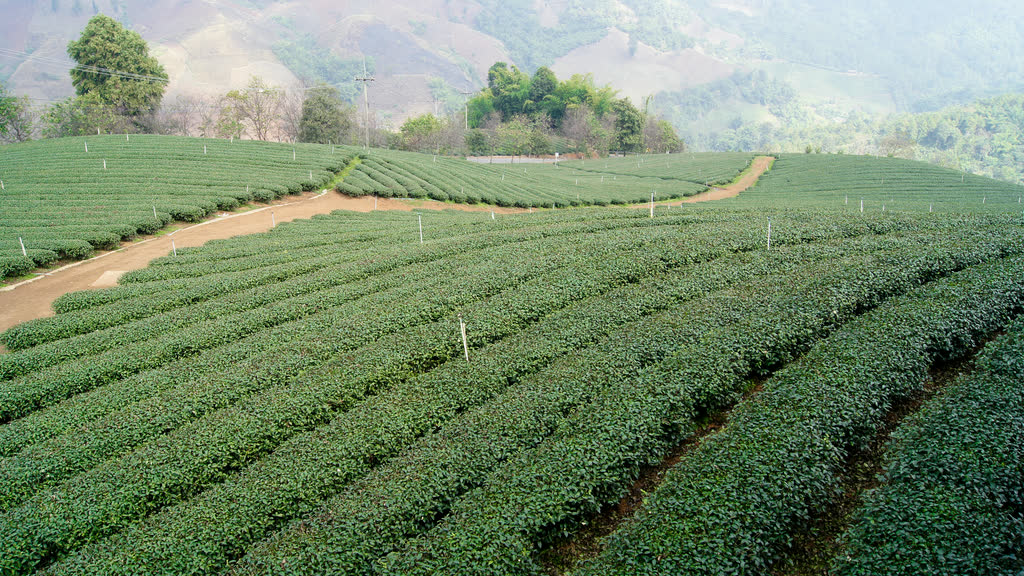 Rows of tea bushes on a hillside plantation in Chiang Rai province